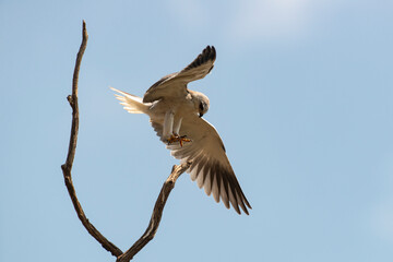 Elanion blanc, .Elanus caeruleus, Black winged Kite