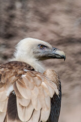 Griffon Vulture (Gyps fulvus)