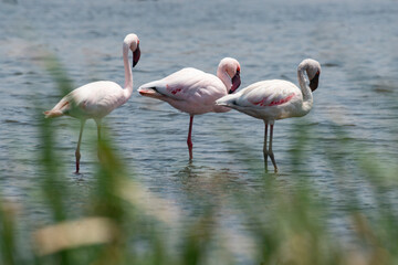 Flamant nain,.Phoeniconaias minor, Lesser Flamingo, Afrique du Sud