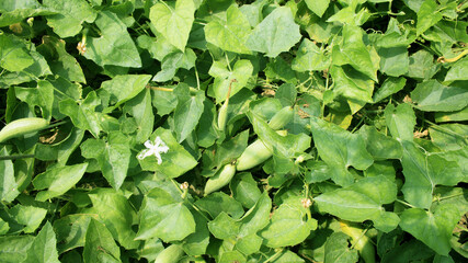 Trichosanthes dioica, also known as pointed gourd, is a vine plant in the family Cucurbitaceae, similar to cucumber and squash, though unlike those it is perennial.