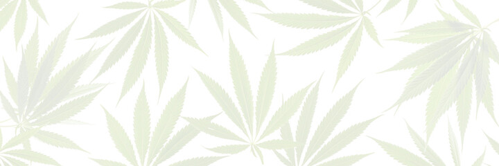 Cannabis-Pflanze, Hanfblätter transparent als Hintergrund, Banner.