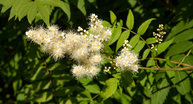 Inflorescence of white flowering astilba illuminated by the sun
