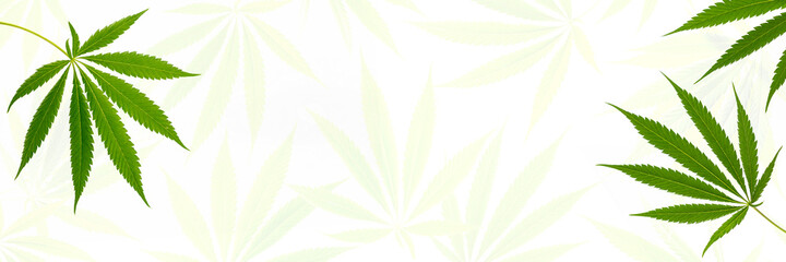 Cannabis-Pflanze, grüne Hanfblätter vor transparenten Blättern im Hintergrund, Banner.