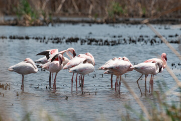 Flamant nain,.Phoeniconaias minor, Lesser Flamingo, Afrique du Sud