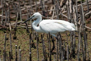 Grande Aigrette,. Ardea alba, Great Egret