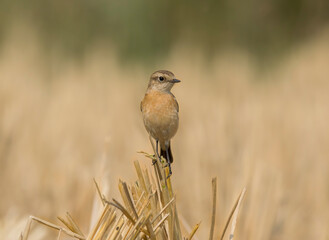 A wild bird in the grassland at morning light .