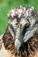 Bearded Vulture (Gypaetus barbatus) in Caucasus, Republic of Dagestan, Russia