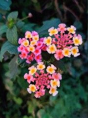 Lantana flowers in a garden