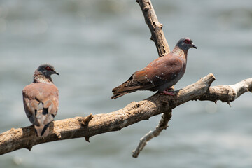 Pigeon roussard,.Columba guinea, Speckled Pigeon