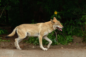 Eurasian wolf (Canis lupus lupus) runs fast down road