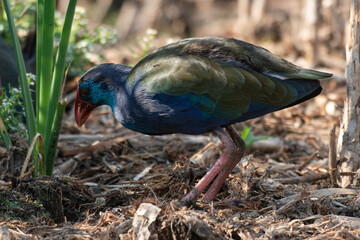 Talève sultane, Poule sultane, .Porphyrio porphyrio, Western Swamphen