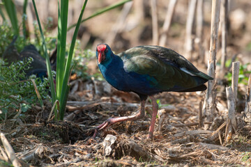 Obraz premium Talève sultane, Poule sultane, .Porphyrio porphyrio, Western Swamphen