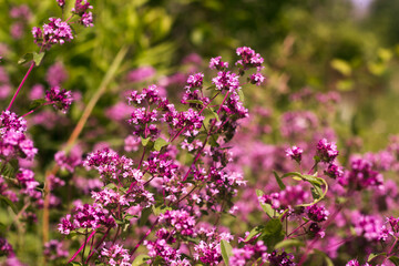 Obraz premium Origanum close up is a genus of herbaceous perennials and subshrubs in the family Lamiaceae on a blurry background
