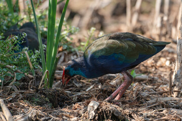 Talève sultane, Poule sultane, .Porphyrio porphyrio, Western Swamphen