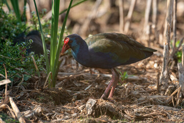 Obraz premium Talève sultane, Poule sultane, .Porphyrio porphyrio, Western Swamphen