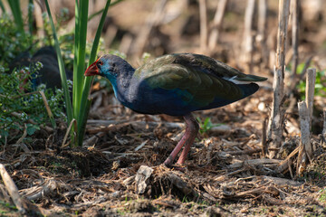 Talève sultane, Poule sultane, .Porphyrio porphyrio, Western Swamphen