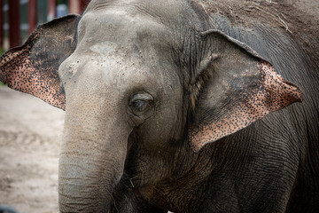 Fototapeta premium elephant