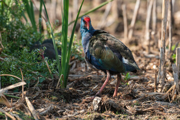 Talève sultane, Poule sultane, .Porphyrio porphyrio, Western Swamphen