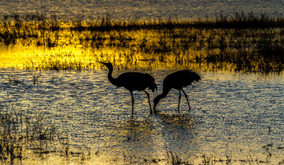 Silhouette of sandhill cranes at sunset  in a wetland at Bosque del Apache wildlife Refuge.  The Bosque del Apache National Wildlife Refuge is located in southern New Mexico