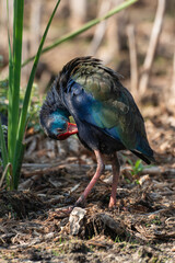 Talève sultane, Poule sultane, .Porphyrio porphyrio, Western Swamphen