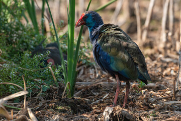 Talève sultane, Poule sultane, .Porphyrio porphyrio, Western Swamphen