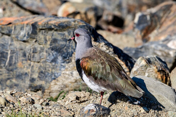 Southern Lapwing (Vanellus chilensis) in Ushuaia area, Land of Fire (Tierra del Fuego), Argentina