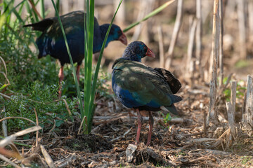 Talève sultane, Poule sultane, .Porphyrio porphyrio, Western Swamphen
