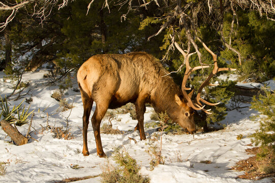 A Rocky Mountain bull elk, on the south rim of the Grand Canyon, brousing on juniper berries and pine boughs.
