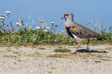 Southern Lapwing (Vanellus chilensis) in Ushuaia area, Land of Fire (Tierra del Fuego), Argentina