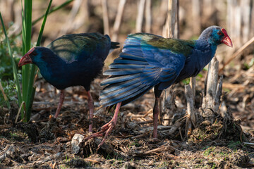 Talève sultane, Poule sultane, .Porphyrio porphyrio, Western Swamphen