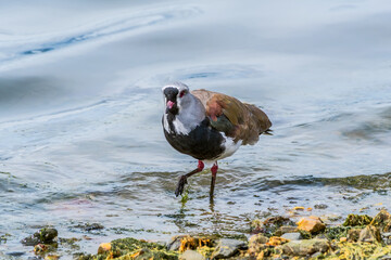 Southern Lapwing (Vanellus chilensis) in Ushuaia area, Land of Fire (Tierra del Fuego), Argentina