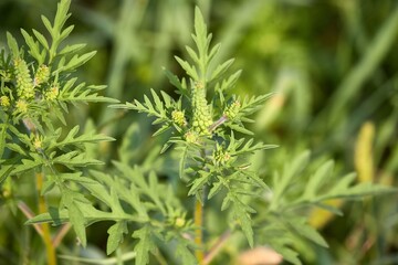 Ragweed, highly allergic plant releaseing pollens in the end of August