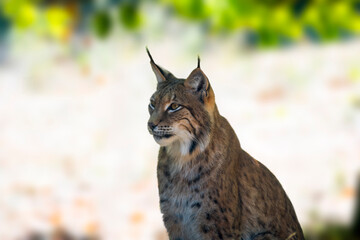 a wild lynx is hiding in the forest