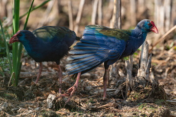 Talève sultane, Poule sultane, .Porphyrio porphyrio, Western Swamphen