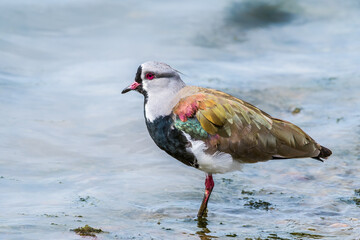 Southern Lapwing (Vanellus chilensis) in Ushuaia area, Land of Fire (Tierra del Fuego), Argentina