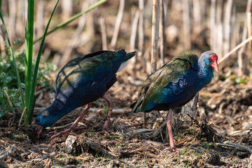 Talève sultane, Poule sultane, .Porphyrio porphyrio, Western Swamphen