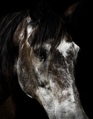 Horse portrait on black 2