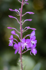 purple flower of a plant