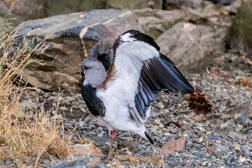 Fototapeta premium Southern Lapwing (Vanellus chilensis) in Ushuaia area, Land of Fire (Tierra del Fuego), Argentina