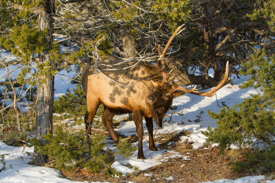 A Rocky Mountain bull elk, on the south rim of the Grand Canyon, brousing on juniper berries and pine boughs.