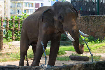 Fototapeta na wymiar Asian elephant close-up. Ho Chi Minh City, Vietnam