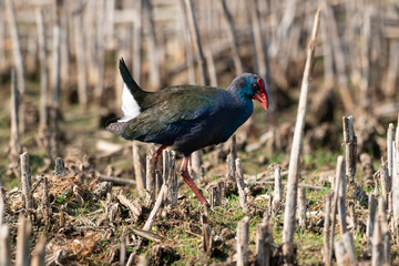 Talève sultane, Poule sultane, .Porphyrio porphyrio, Western Swamphen
