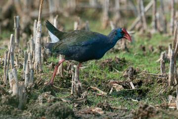 Talève sultane, Poule sultane, .Porphyrio porphyrio, Western Swamphen