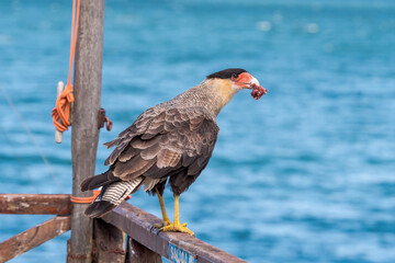 Southern Crested Caracara (Caracara plancus) in Ushuaia area, Land of Fire (Tierra del Fuego), Argentina