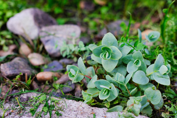 sedum growing in a orient style rock garden. succulents on a rocks. gardening concept.
