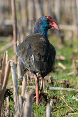 Talève sultane, Poule sultane, .Porphyrio porphyrio, Western Swamphen
