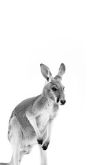 Kangaroo Portrait 4