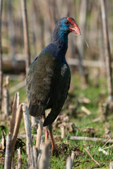Talève sultane, Poule sultane, .Porphyrio porphyrio, Western Swamphen