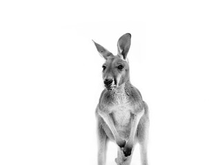Kangaroo Portrait 2