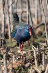 Talève sultane, Poule sultane, .Porphyrio porphyrio, Western Swamphen